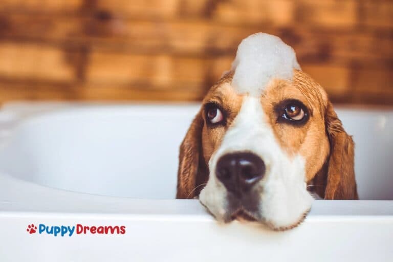 Breed-Specific Grooming: A Tailored Guide to Keeping Your Pup Happy and Healthy