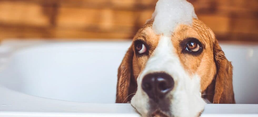 Breed-Specific Grooming: A Tailored Guide to Keeping Your Pup Happy and Healthy