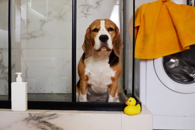 Are Beagles Hard To Potty Train?