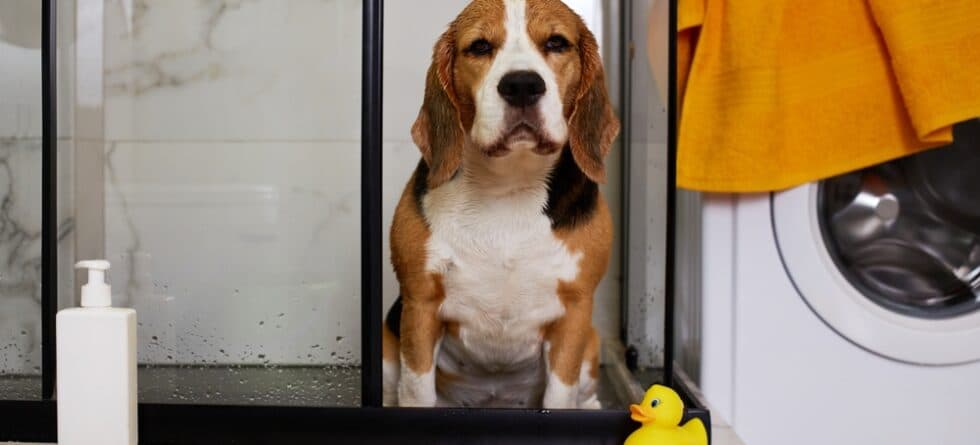 Are Beagles Hard To Potty Train?
