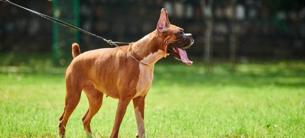 Are Boxers High Maintenance Dogs?