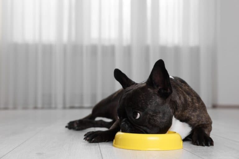 Are Frenchies Allergic To Chicken?