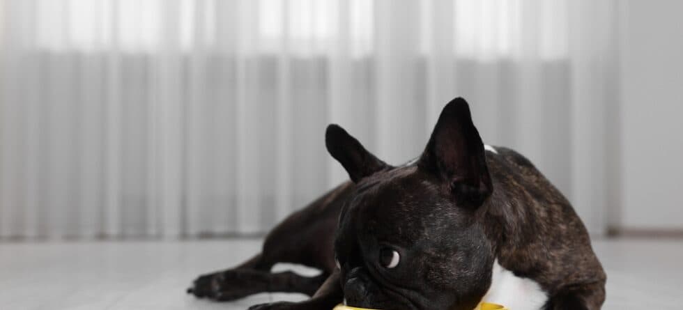 Are Frenchies Allergic To Chicken?