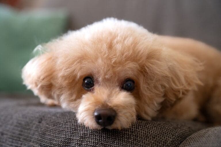 At What Age Do Poodles Stop Fading?