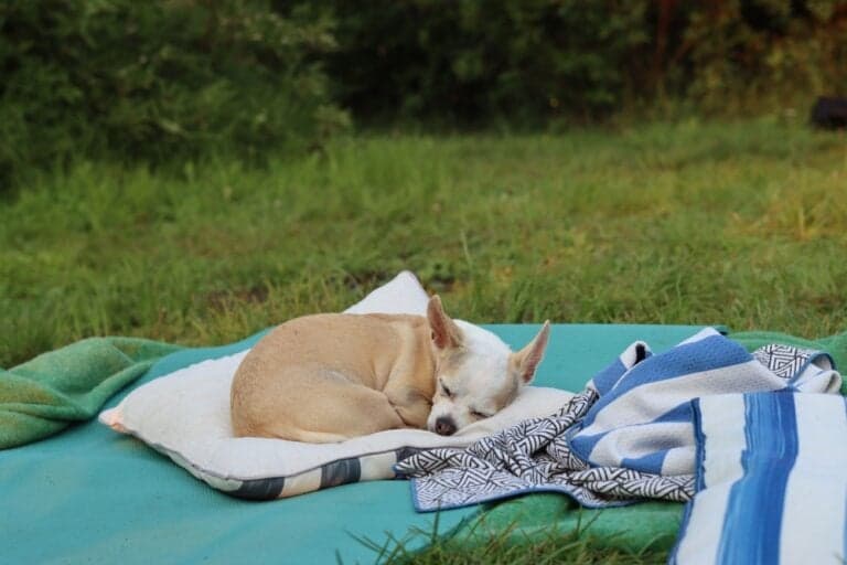 Can A Chihuahua Sleep Outside?