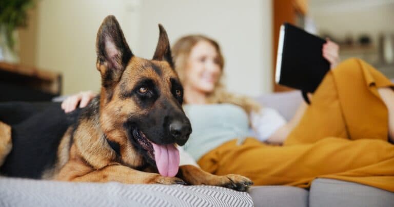 Can A German Shepherd Be An Inside Dog?