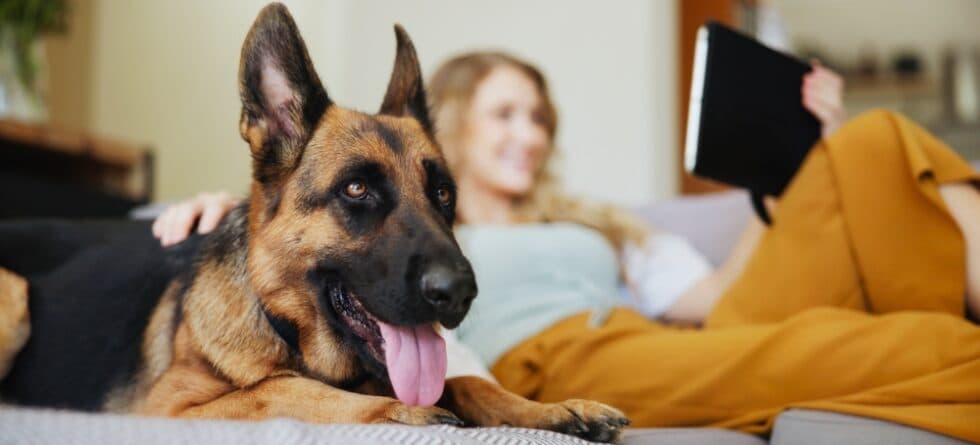 Can A German Shepherd Be An Inside Dog?