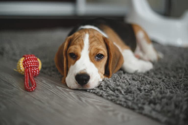 Can Beagles Be Left Alone?