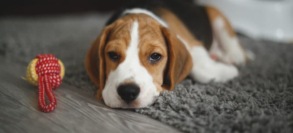 Can Beagles Be Left Alone?