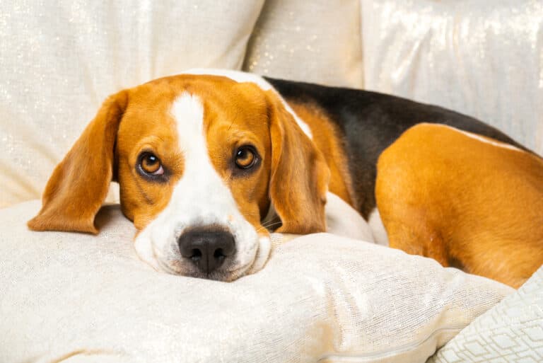 Can Beagles Sense Sadness?