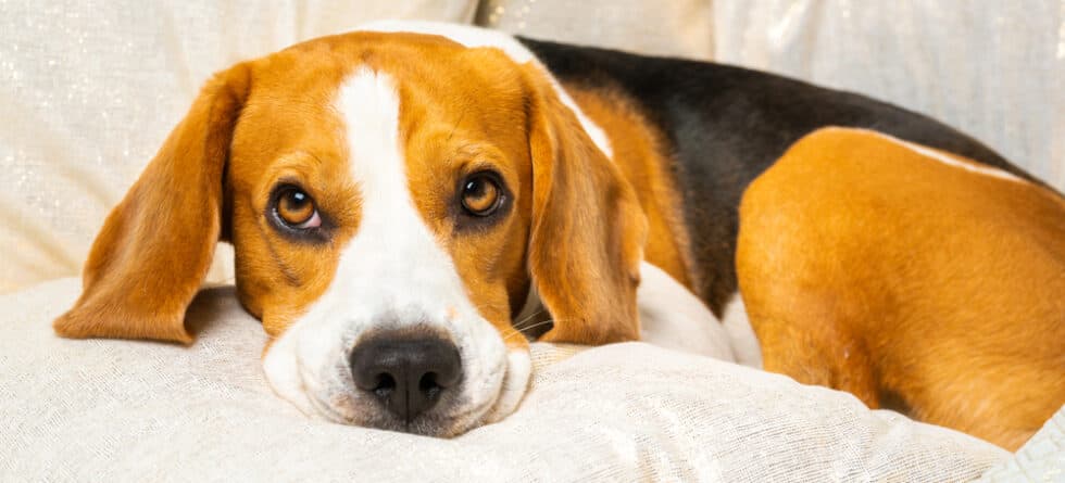 Can Beagles Sense Sadness?