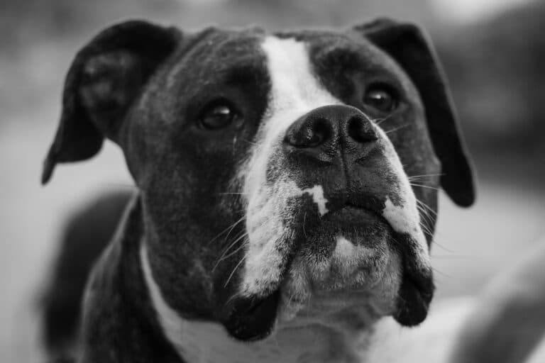 Can Boxer Dogs Cry?