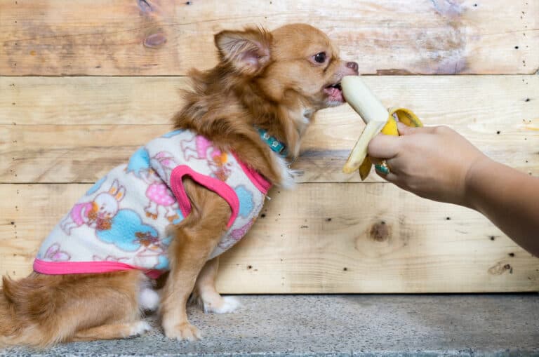 Can Chihuahuas Eat Bananas?