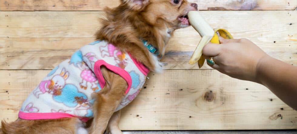 Can Chihuahuas Eat Bananas?