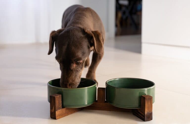 Can Dachshunds Drink Milk?