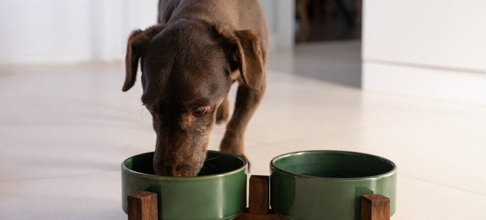 Can Dachshunds Drink Milk?