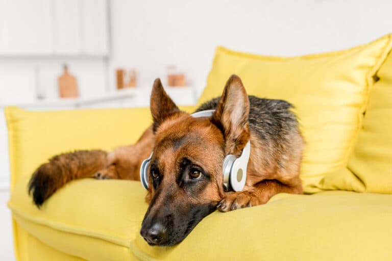 Can German Shepherd Live Alone?