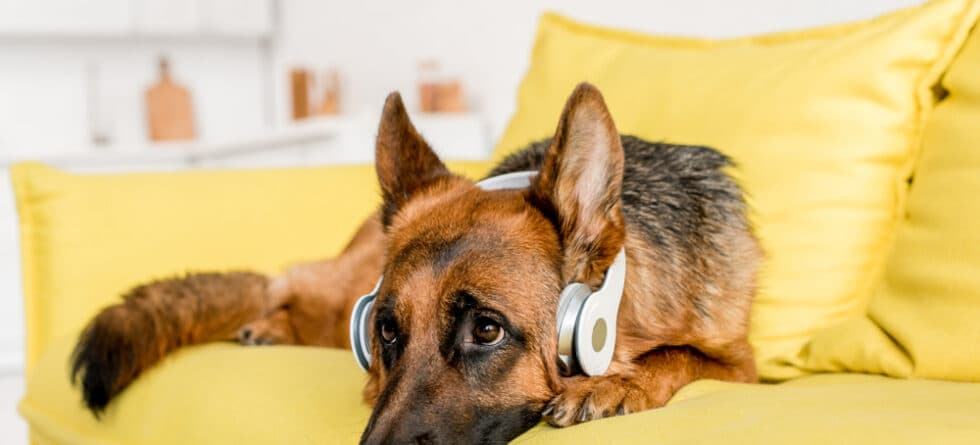 Can German Shepherd Live Alone?