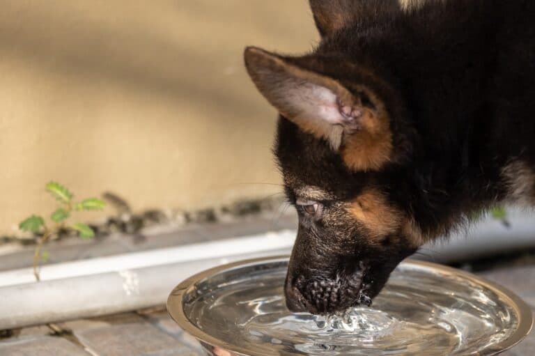 Can German Shepherds Drink Cold Water?