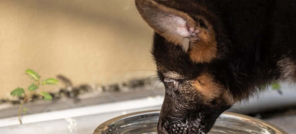 Can German Shepherds Drink Cold Water?