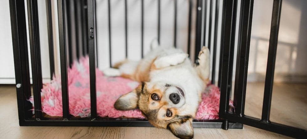 Can I Have A Dog If I Work Long Hours?