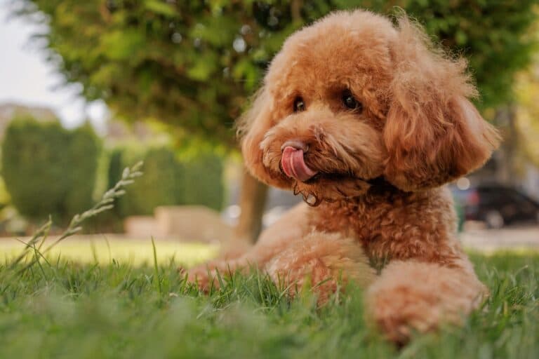Can Poodles Be Jealous?