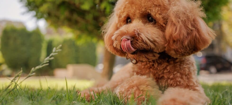 Can Poodles Be Jealous?