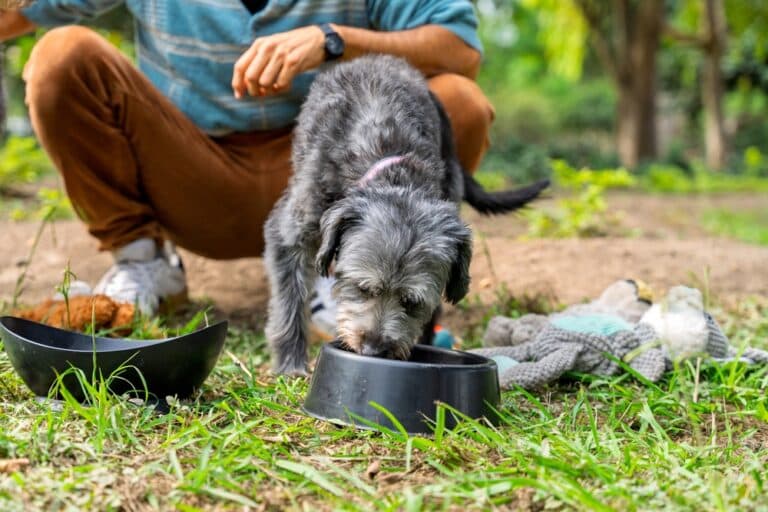 Can Poodles Eat Chicken?