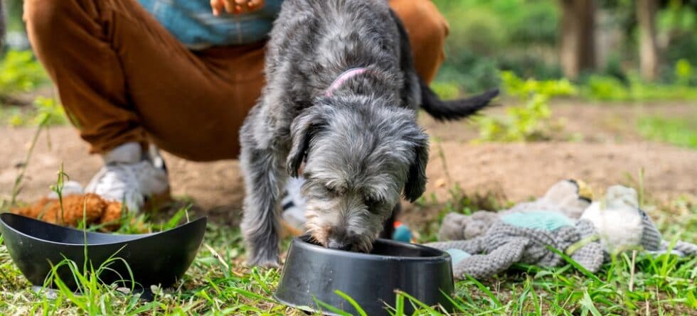 Can Poodles Eat Chicken?