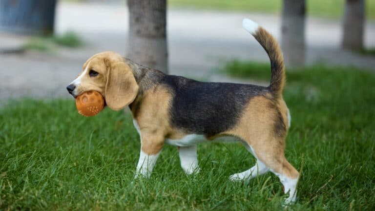 Do Beagles Get Sick Easily?