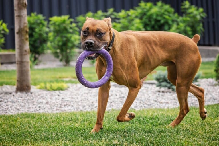 Do Boxer Dogs Bark A Lot?