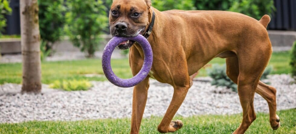 Do Boxer Dogs Bark A Lot?