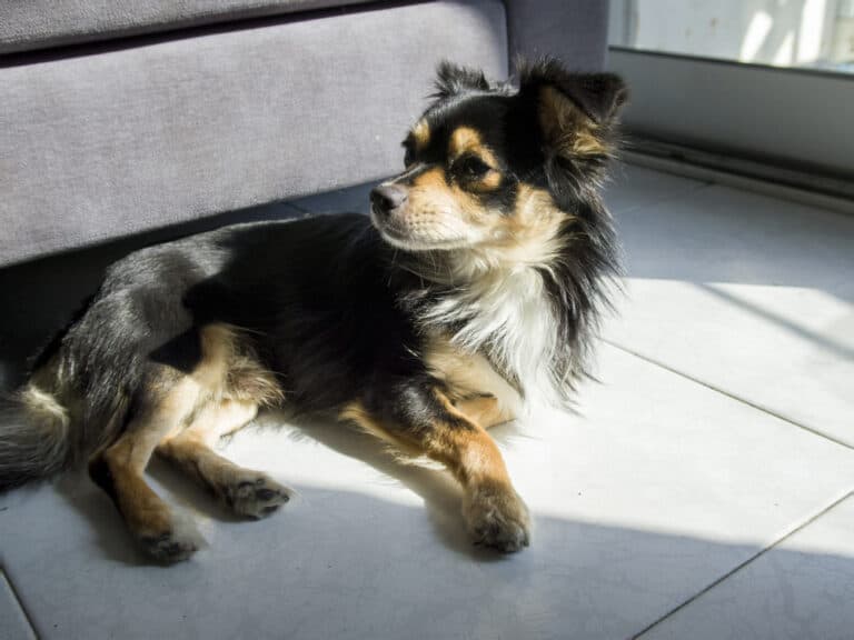 Do Chihuahuas Like The Sun?