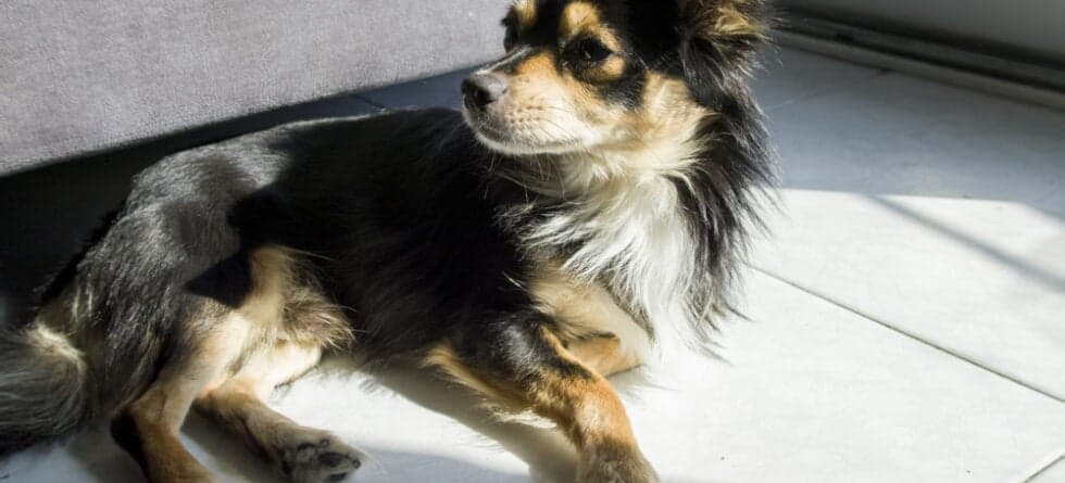 Do Chihuahuas Like The Sun?