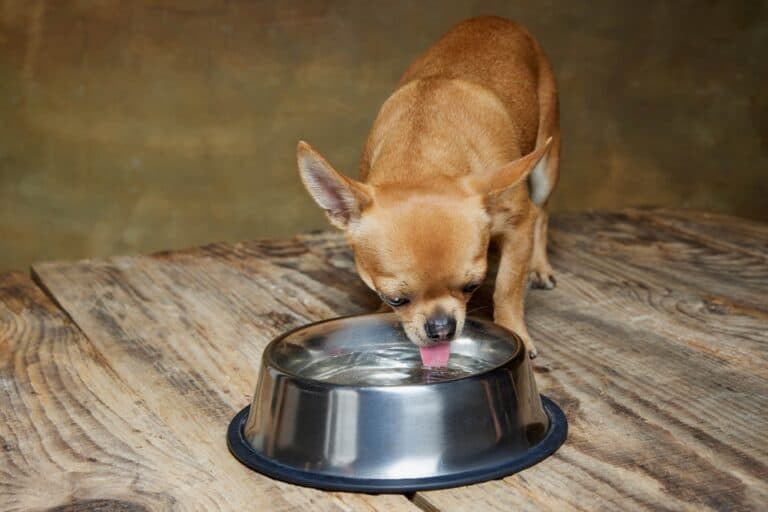 Do Chihuahuas Like Water?