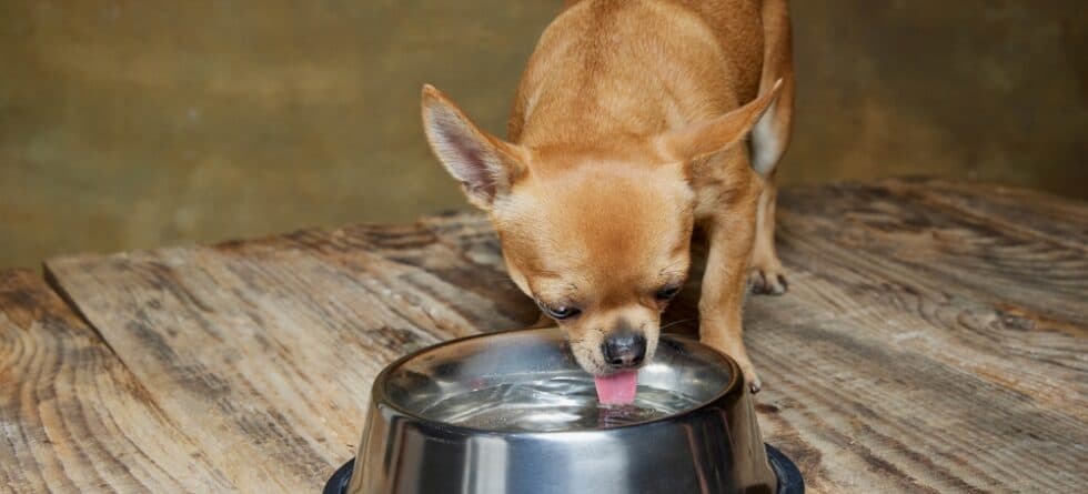 Do Chihuahuas Like Water?