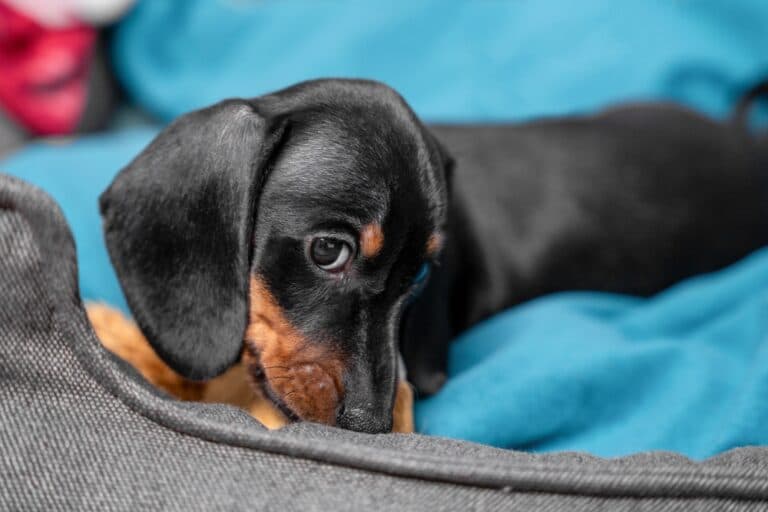 Do Dachshunds Bite Strangers?