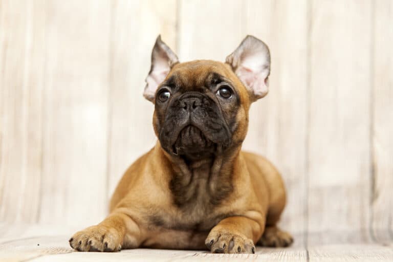 Do Frenchies Get Stressed?