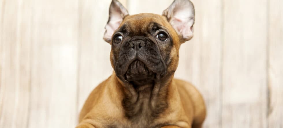 Do Frenchies Get Stressed?