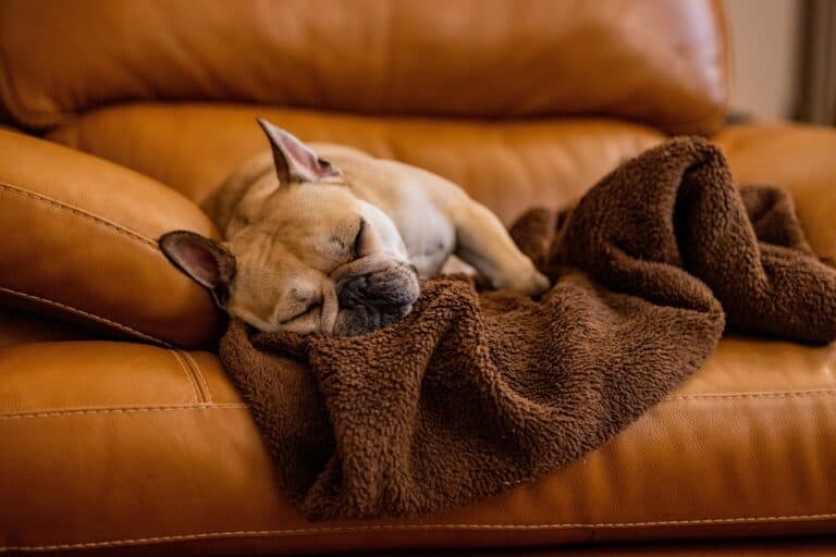 Do Frenchies Sleep A Lot?