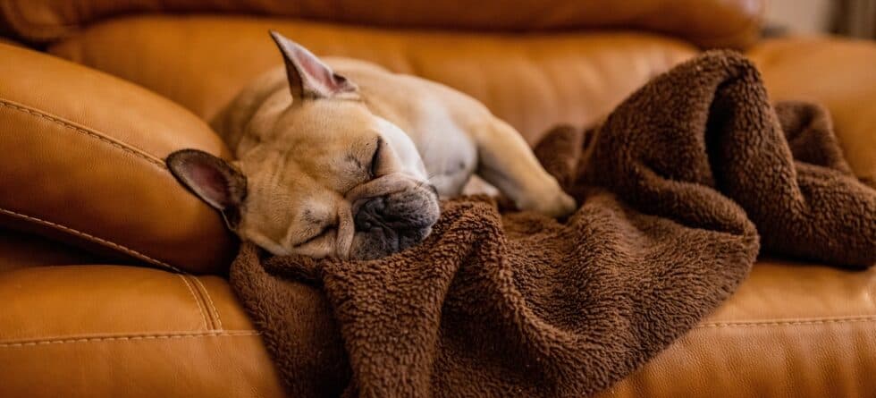 Do Frenchies Sleep A Lot?