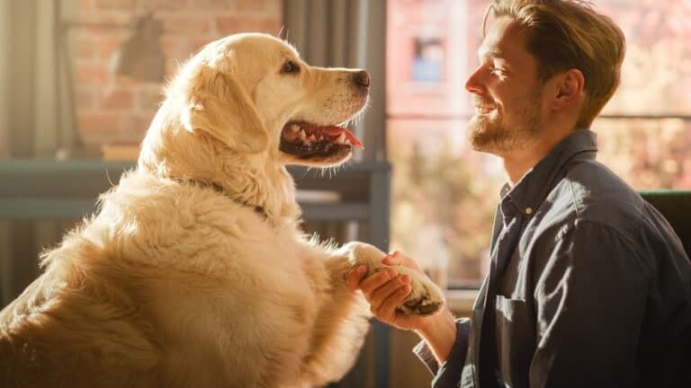 Do Golden Retrievers Pick One Person?