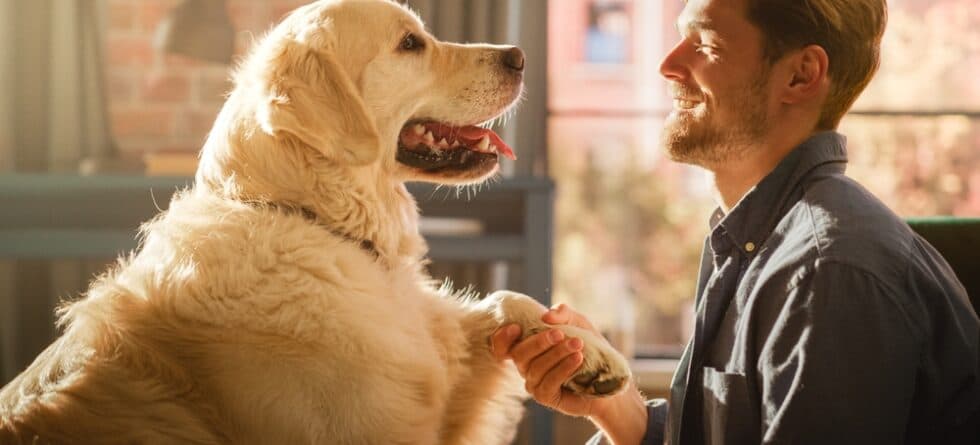 Do Golden Retrievers Pick One Person?