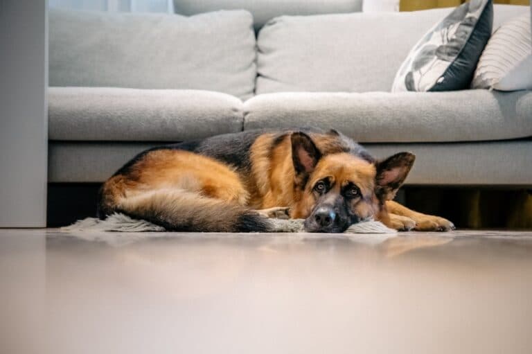 Does German Shepherd Sleep A Lot?