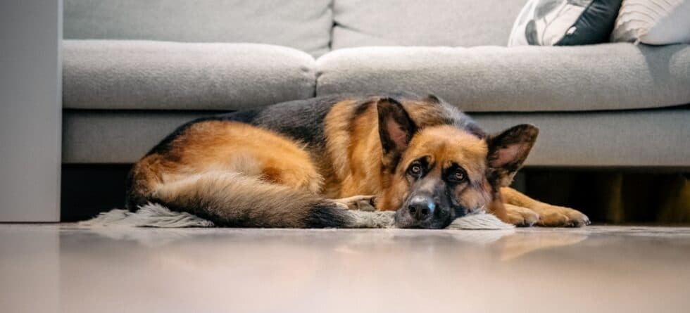 Does German Shepherd Sleep A Lot?