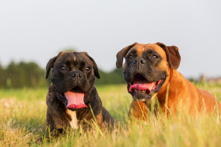 How Do I Know If My Boxer Is In Heat?