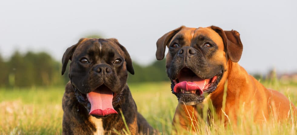 How Do I Know If My Boxer Is In Heat?
