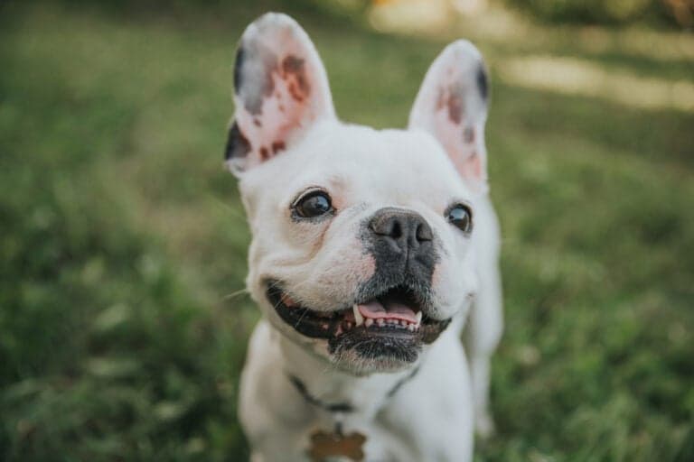 How Do I Make My Frenchie Happy?
