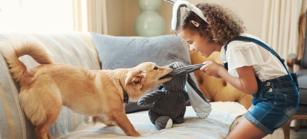 How Do You Assess A Puppy’s Temperament?
