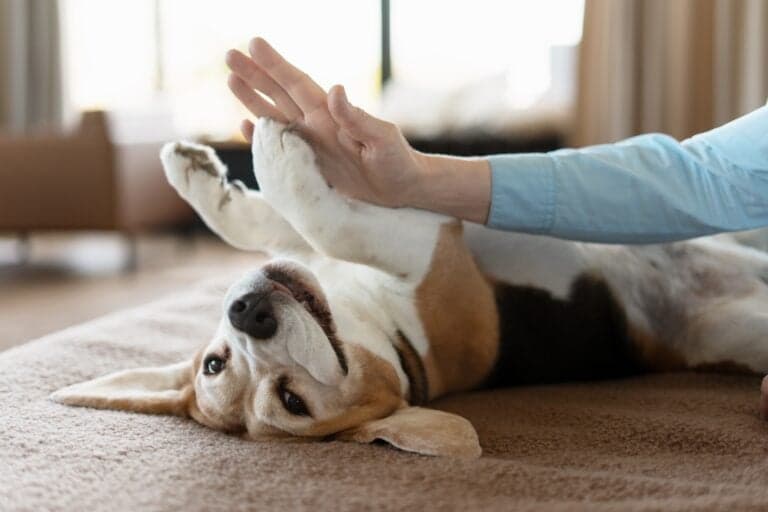 How Do You Know If A Beagle Loves You?